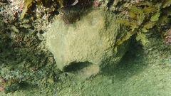 Spirastrella insignis