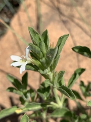 Dyschoriste setigera