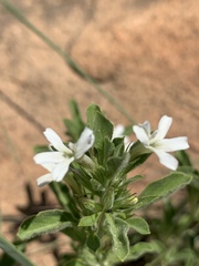 Dyschoriste setigera