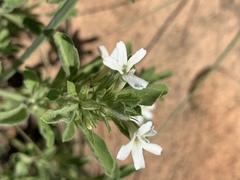 Dyschoriste setigera