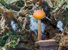 Mucronella bresadolae