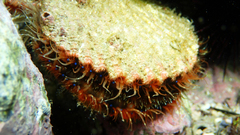 Mimachlamys crassicostata