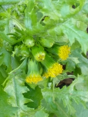 Senecio vulgaris