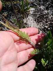 Scabiosa incisa