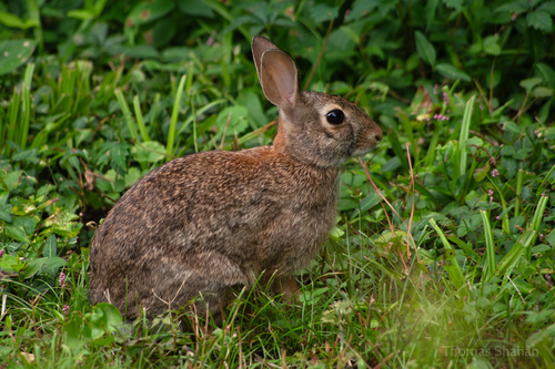 Eastern Cottontail photographed in Oklahoma
