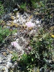 Scabiosa incisa
