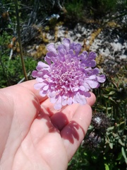 Scabiosa incisa