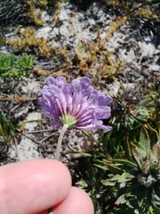 Scabiosa incisa