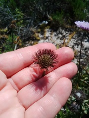 Scabiosa incisa
