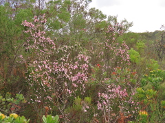Erica bauera, photograph Christiaan Viljoen, CC BY, iNaturalist via GBIF