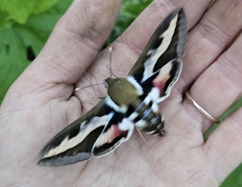 Bedstraw Hawkmoth