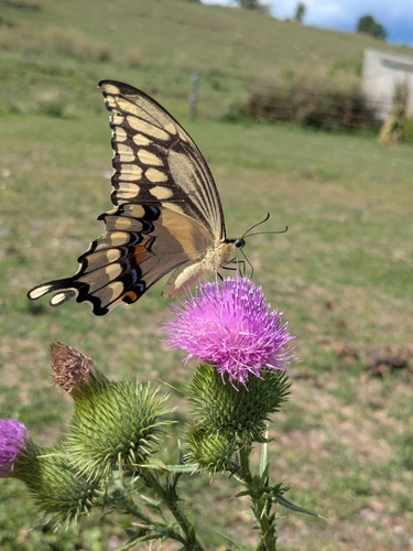 Giant swallowtail