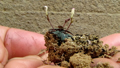 Spigelia genuflexa