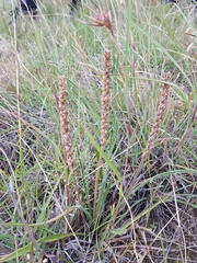 Plantago gaudichaudii