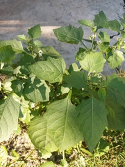 Solanum nigrum nigrum