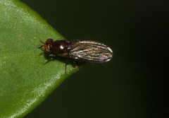 Lauxanioidea