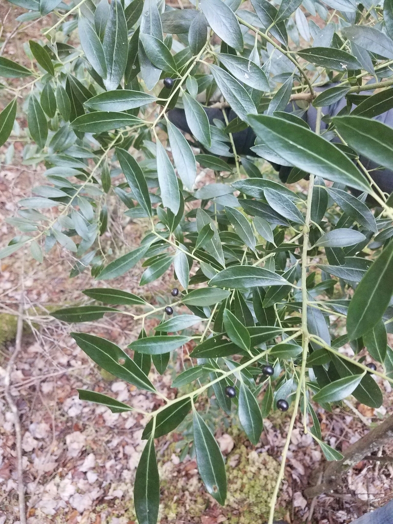 Ilex glabra, Wellfleet, MA