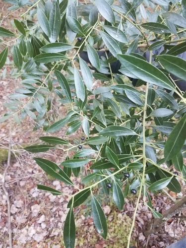 Ilex glabra