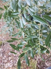 Inkberry Holly (Ilex glabra)
