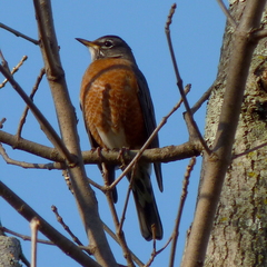 Turdus migratorius