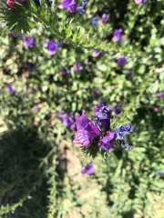 Echium plantagineum