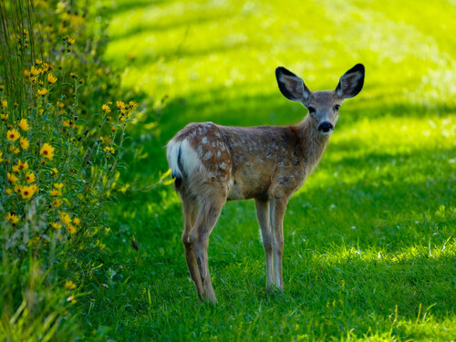 Mule Deer