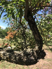 Erythrina crista-galli