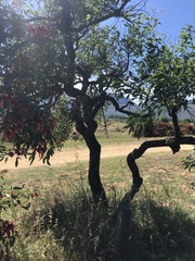 Erythrina crista-galli