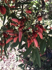 Erythrina crista-galli