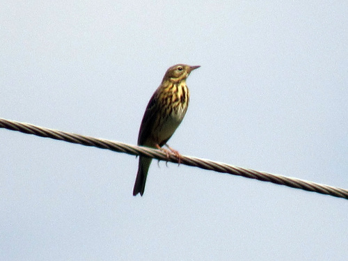 Bisbita arbóreo (Anthus trivialis)