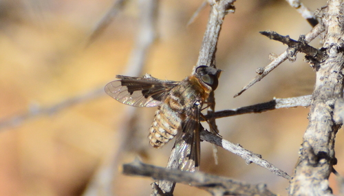Exoprosopa argentifrons