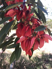 Erythrina crista-galli