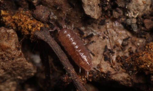 Trichoniscus biformatus