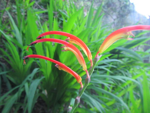 Chasmanthe bicolor (Chasmanthe bicolor)