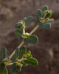Euphorbia granulata