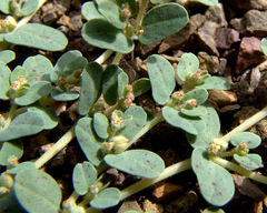 Euphorbia granulata