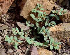 Euphorbia granulata