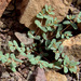 Euphorbia granulata - Photo (c) Ron Frumkin, algunos derechos reservados (CC BY-NC), subido por Ron Frumkin