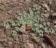 Euphorbia granulata