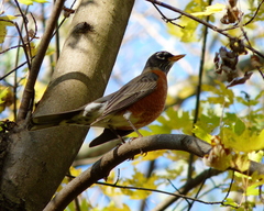 Turdus migratorius