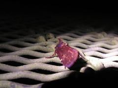 Austramathes purpurea