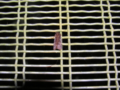 Austramathes purpurea