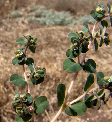 Euphorbia chamaesyce
