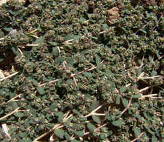 Euphorbia chamaesyce
