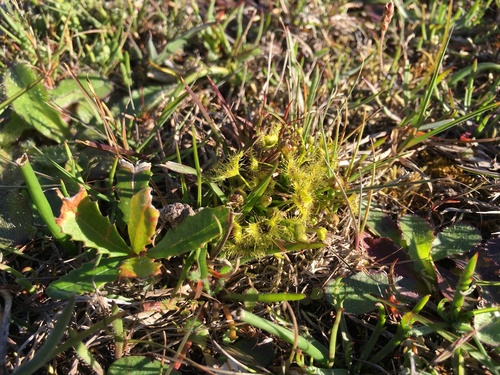Drosera hookeri (Drosera hookeri)