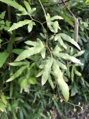 Lygodiaceae