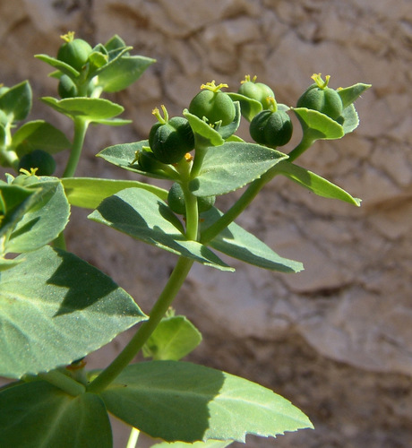 Euphorbia oxyodonta