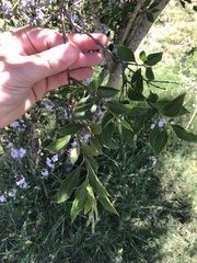 Duranta erecta