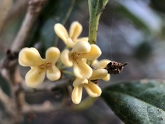 Osmanthus fragrans