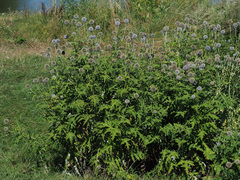 Echinops exaltatus